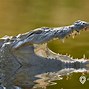 Arti Mimpi Melihat Buaya Kecil Di Sungai